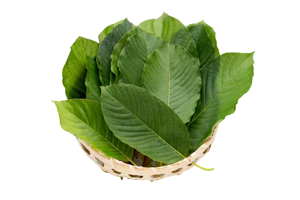 mitragyna speciosa fresh kratom leaves bamboo basket white background removebg preview